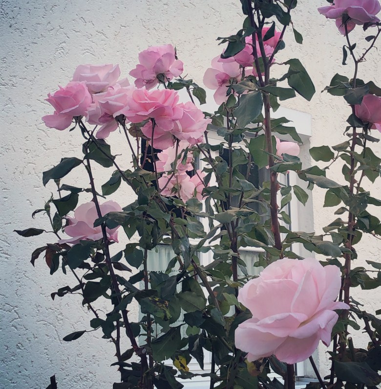 10050e0e-f27a-4dbf-99b3-c2c633d6a2fe